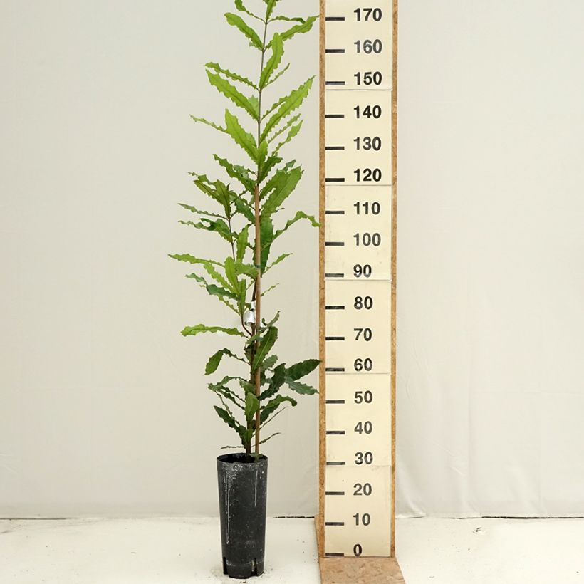 Esemplare di Macadamia integrifolia - Noce di Macadamia Vaso da 4L/5L consegnato in estate