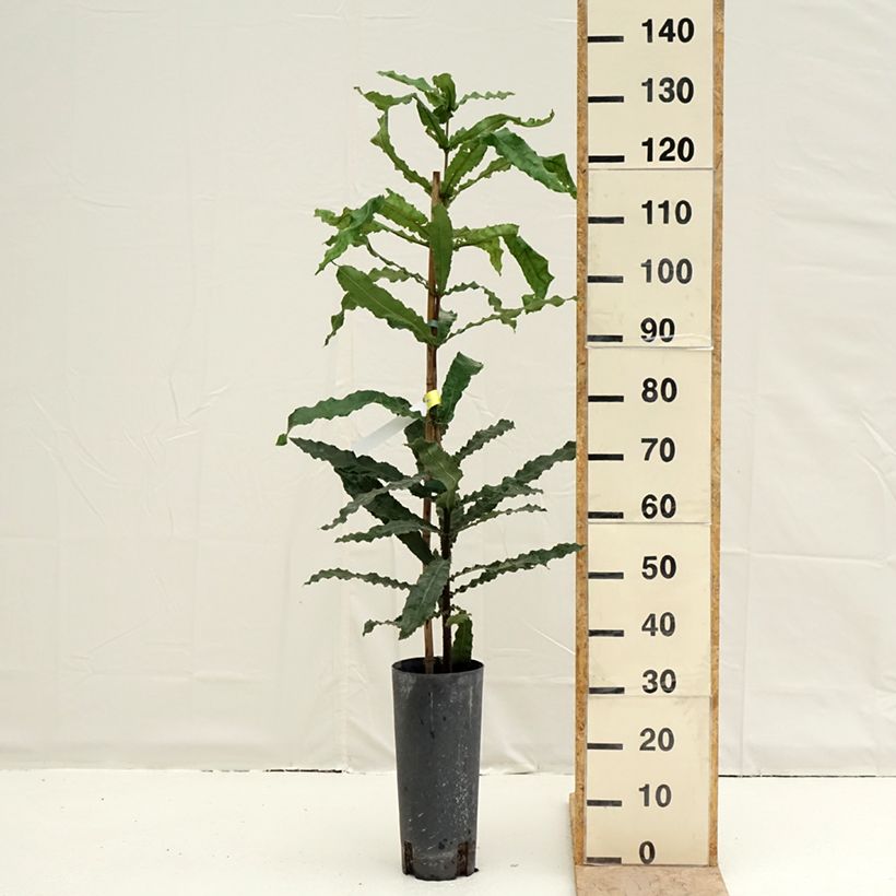 Macadamia integrifolia - Noce di Macadamia Vaso da 6L/7L esemplare consegnato in primavera