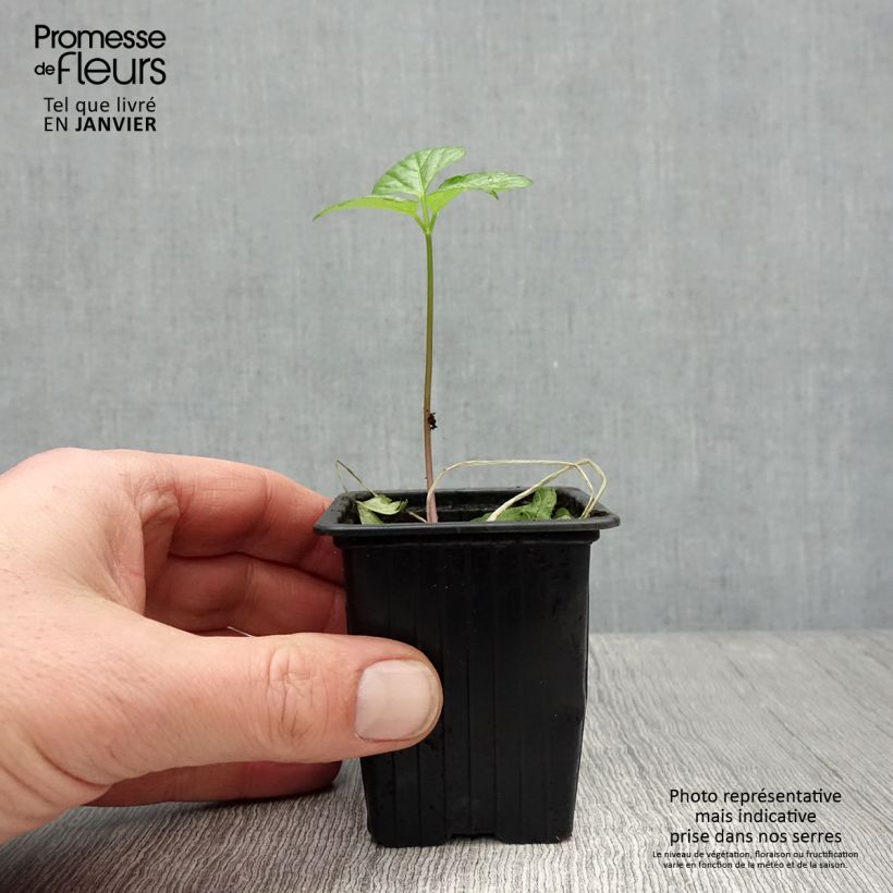 Smyrnium olusatrum - Corinoli comune Vasetto da 7/8 cm esemplare consegnato in inverno