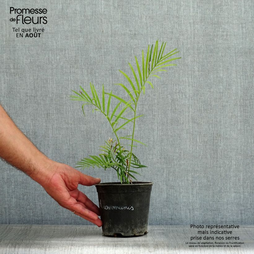 Esemplare di Macrozamia communis Vaso da Ø 12 cm / 13 cm consegnato in estate