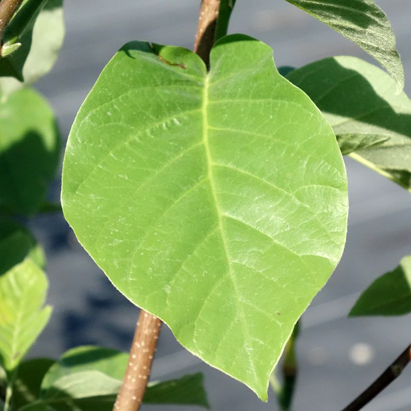 Magnolia acuminata Blue Baby (Fogliame)