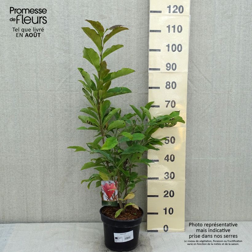 Esemplare di Magnolia Betty Vaso da 4L/5L consegnato in estate