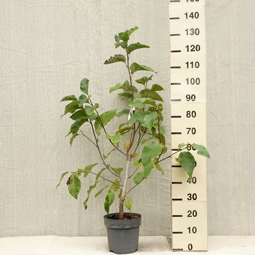 Esemplare di Magnolia Black Beauty Vaso da 6L/7L consegnato in estate