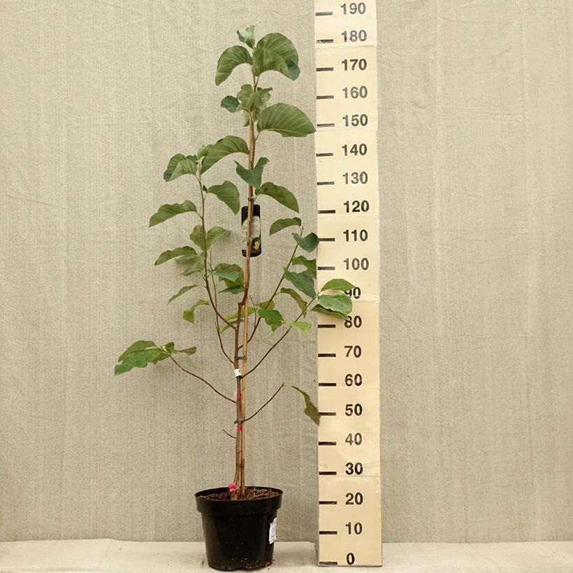 Esemplare di Magnolia Daphne Vaso da 7,5L/10L come consegnato in autunno