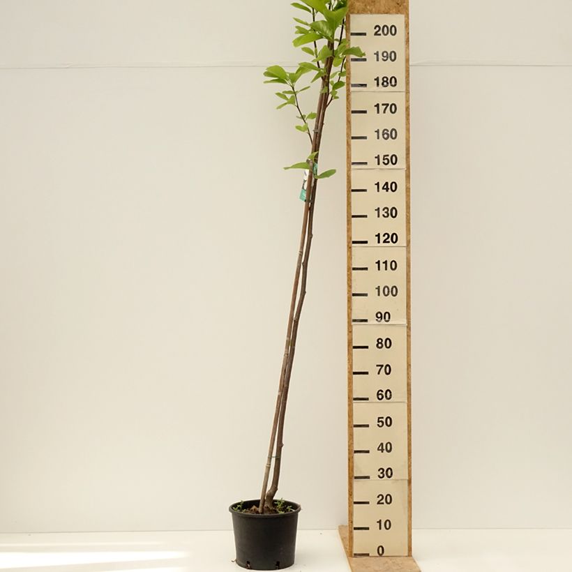 Magnolia denudata Double Diamond Vaso da 7,5L/10L esemplare consegnato in primavera