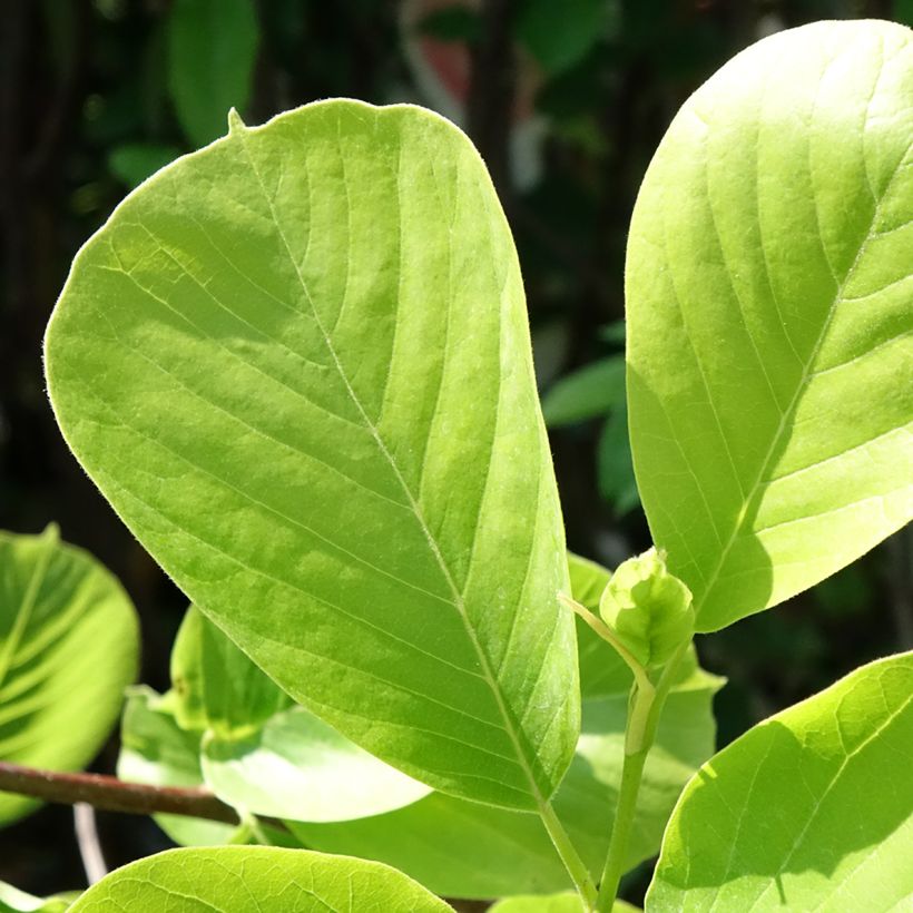 Magnolia denudata Double Diamond (Fogliame)