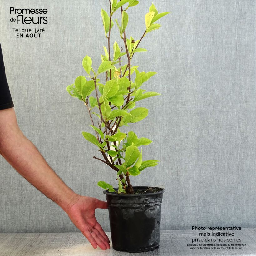 Esemplare di Magnolia denudata Festirose Vaso da 4L/5L consegnato in estate