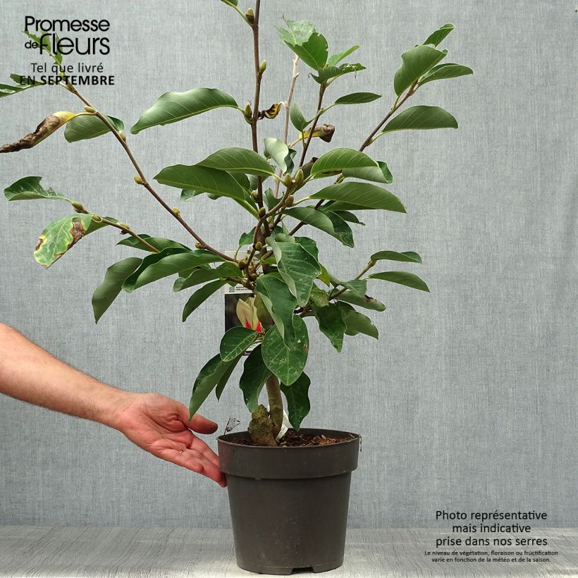 Esemplare di Magnolia denudata Sunrise Vaso da 3L/4L come consegnato in autunno