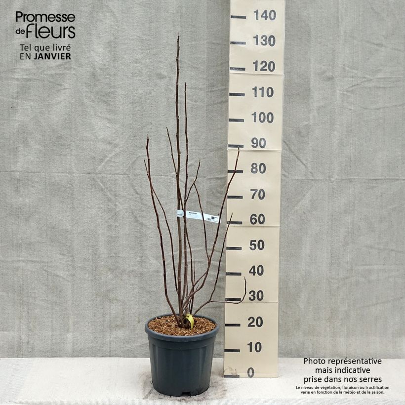 Magnolia Elisabeth Vaso da 7,5L/10L esemplare consegnato in inverno