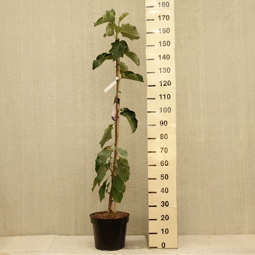 Esemplare di Magnolia soulangeana Emperor Vaso da 7,5L/10L consegnato in estate