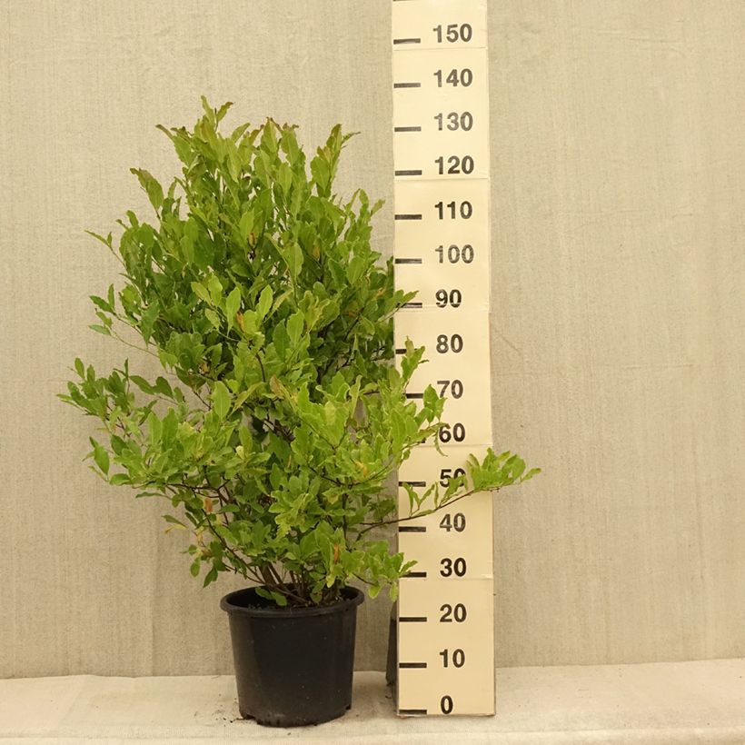Esemplare di Magnolia stellata Waterlily Vaso da 7,5L/10L consegnato in estate