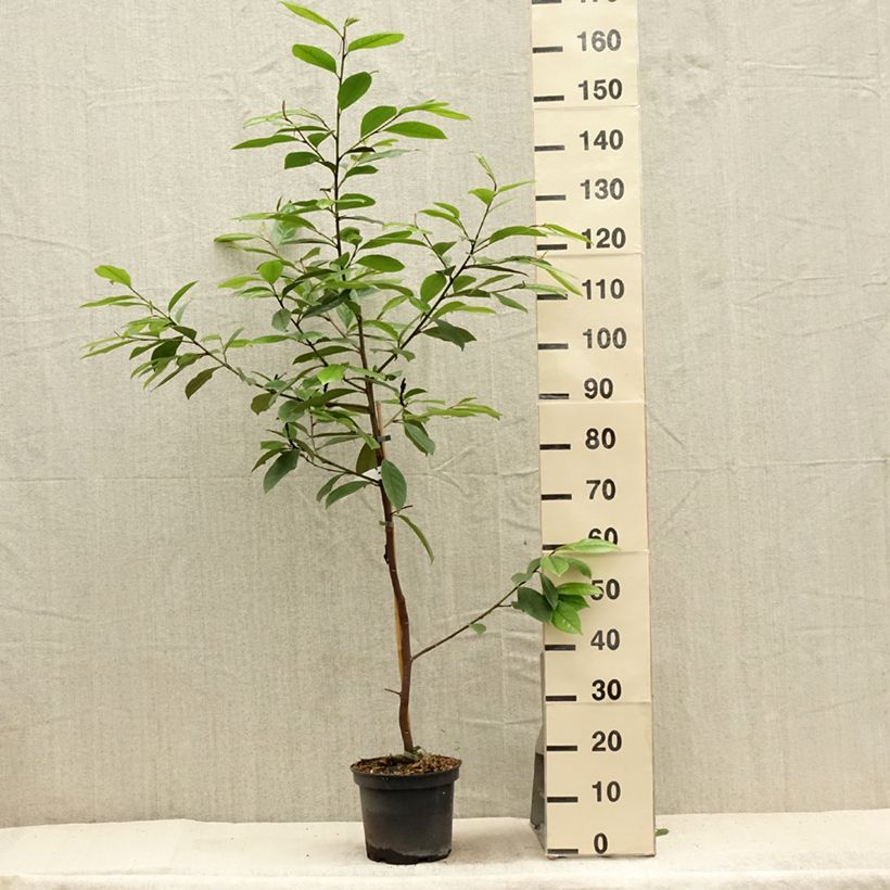 Esemplare di Magnolia Fairy Cream Vaso da 3L/4L consegnato in estate