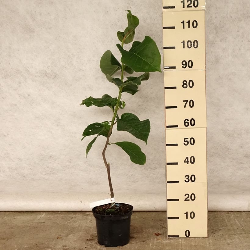 Esemplare di Magnolia Felix Jury Vaso da 4L/5L consegnato in estate