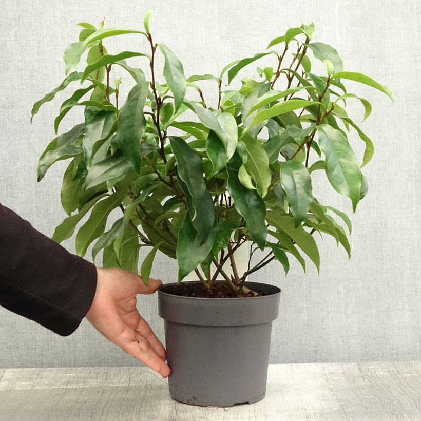 Esemplare di Magnolia Stellar Ruby Vaso da 3L/4L come consegnato in autunno