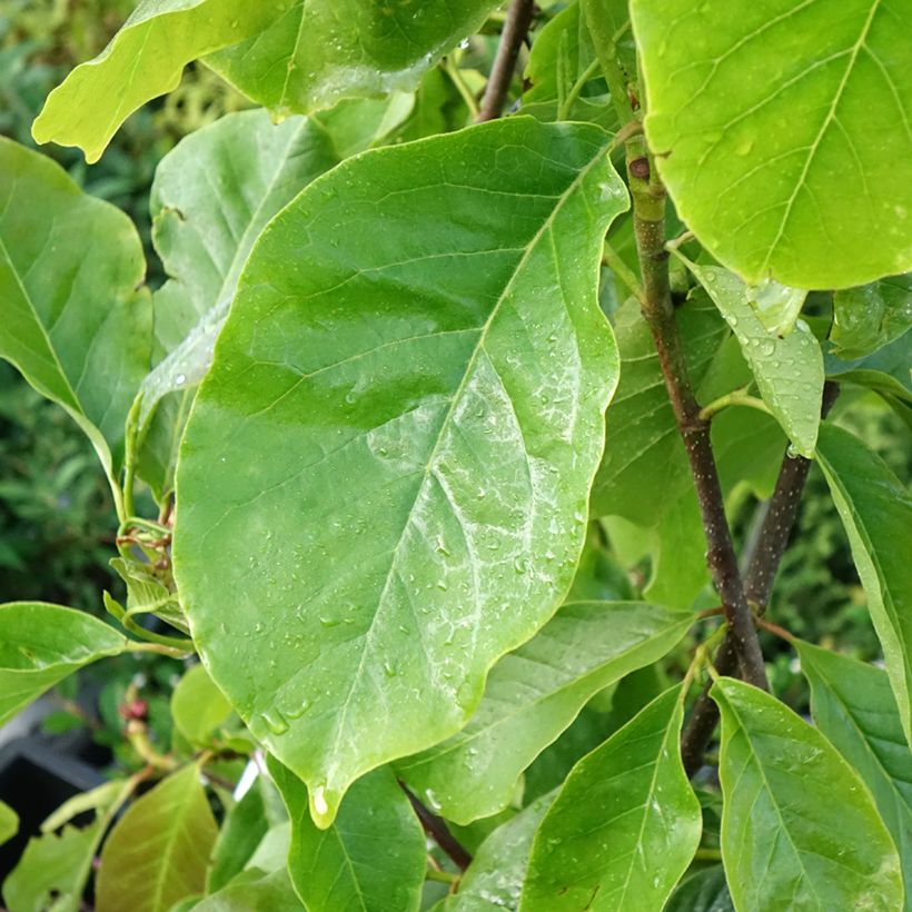 Magnolia soulangeana Frank's masterpiece (Fogliame)