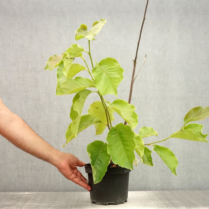 Esemplare di Magnolia soulangeana Frank's masterpiece Vaso da 3L/4L consegnato in estate