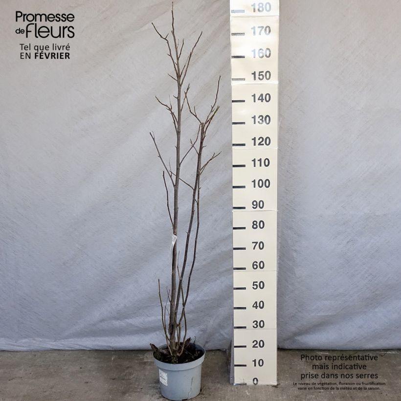 Magnolia Galaxy Vaso da 4L/5L esemplare consegnato in inverno