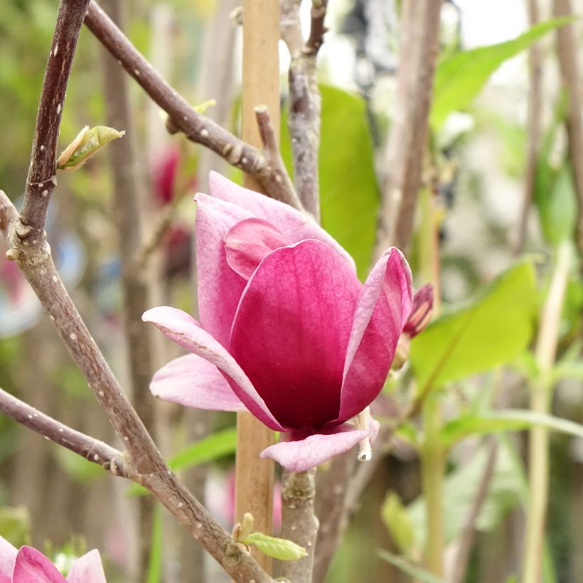 Magnolia Genie (Fioritura)