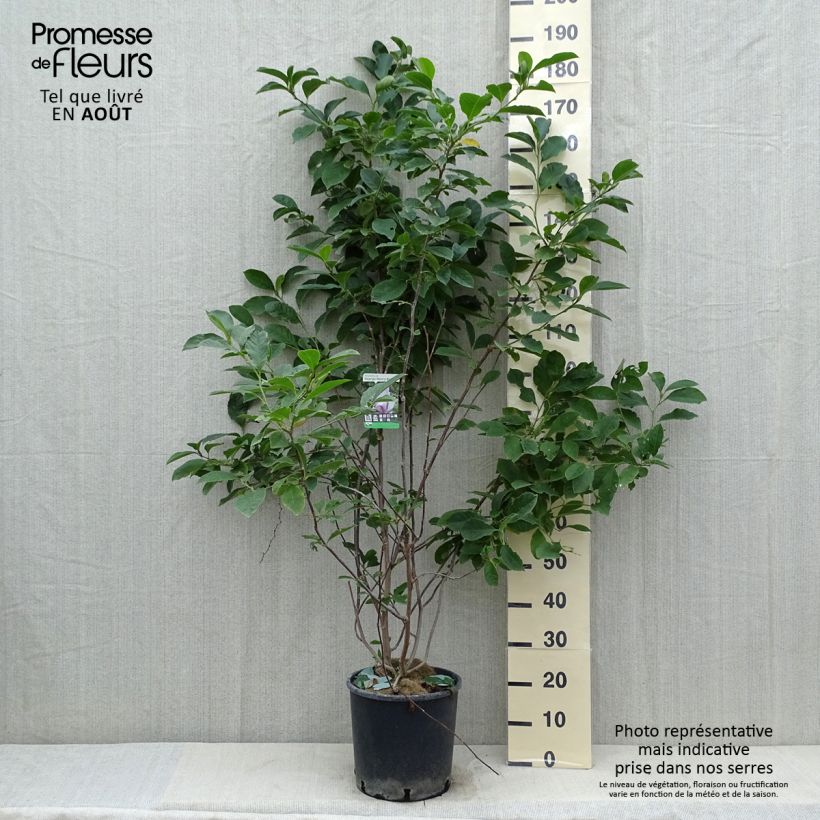 Esemplare di Magnolia George Henry Kern Vaso da 12L/15L consegnato in estate