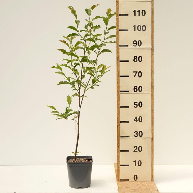 Esemplare di Magnolia George Henry Kern Vaso da 3L/4L consegnato in estate