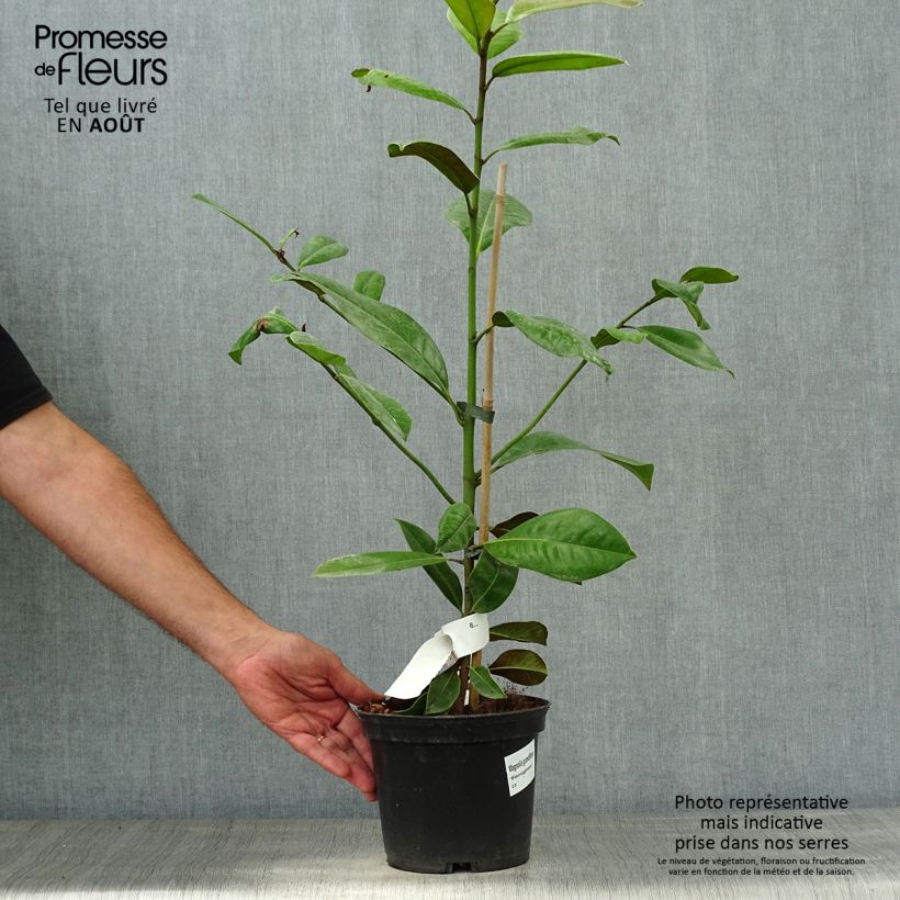 Esemplare di Magnolia grandiflora Ferruginea Vaso da 1,5L/2L consegnato in estate