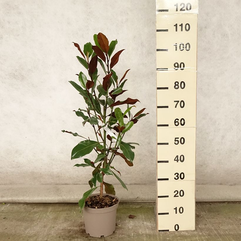 Esemplare di Magnolia grandiflora Kay Parris Vaso da 4L/5L consegnato in estate