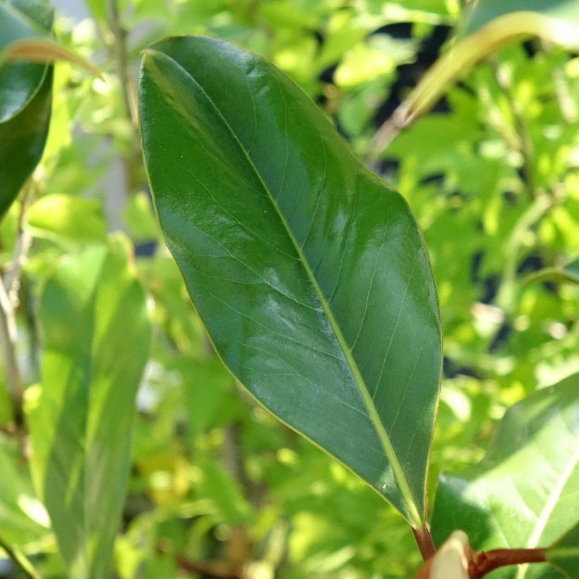 Magnolia grandiflora Kay Parris (Fogliame)
