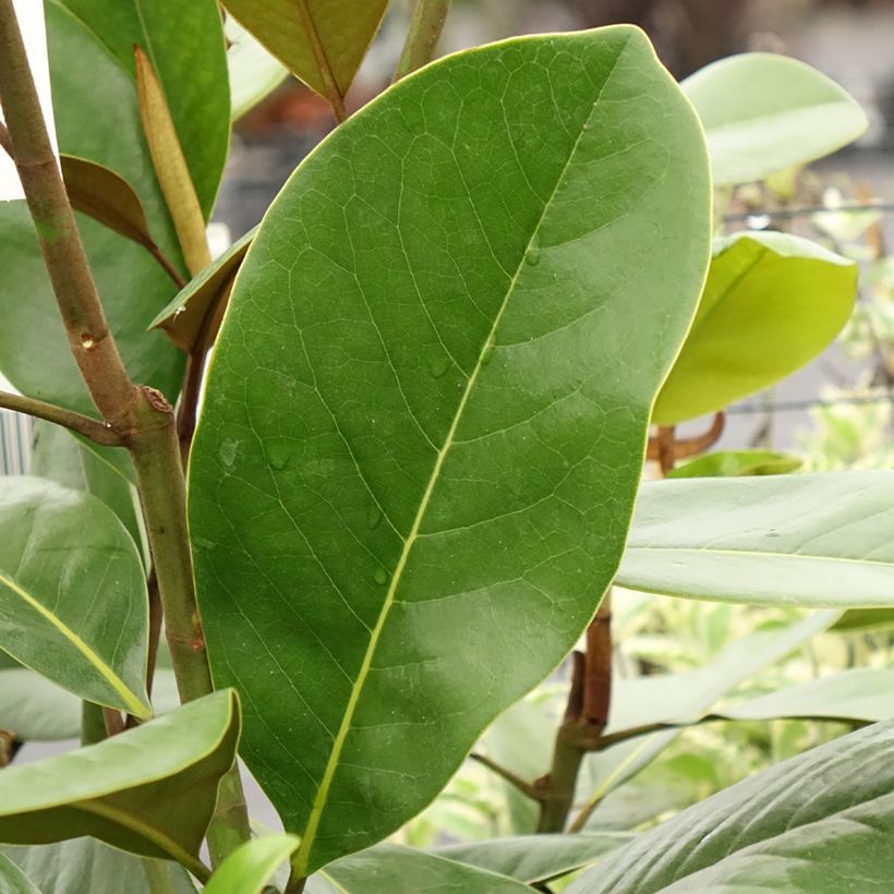 Magnolia grandiflora Mainstreet (Fogliame)