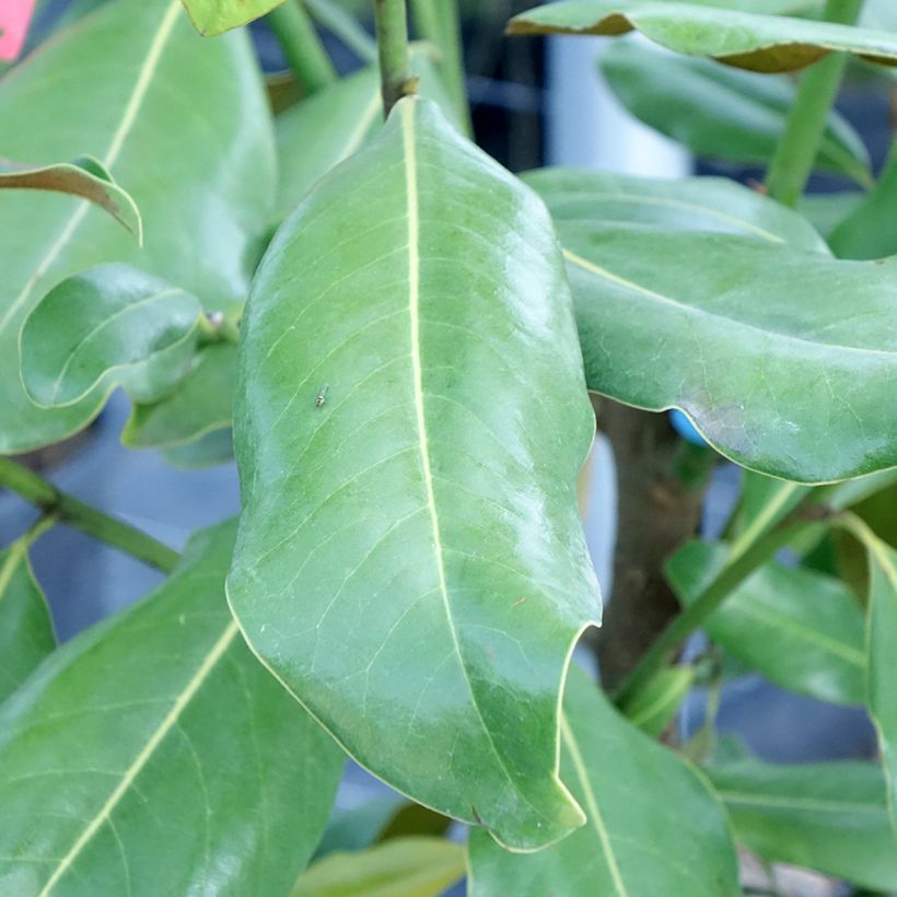 Magnolia grandiflora Nana (Fogliame)