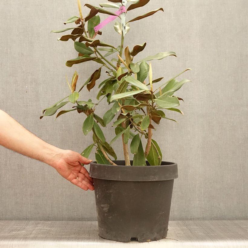 Magnolia grandiflora Purpan Vaso da 7,5L/10L esemplare consegnato in primavera