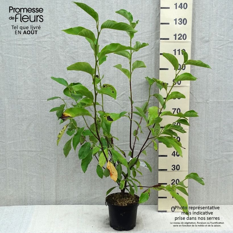 Esemplare di Magnolia Heaven Scent Vaso da 4L/5L consegnato in estate