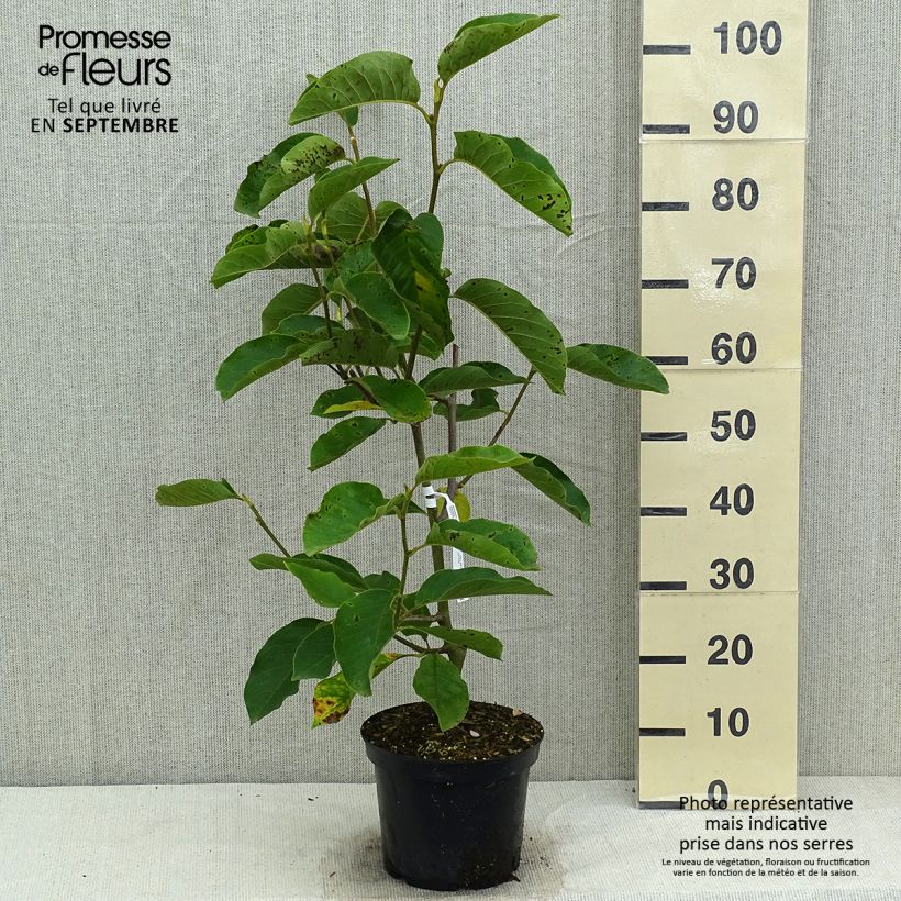 Esemplare di Magnolia denudata Iolanthe Vaso da 4L/5L consegnato in estate