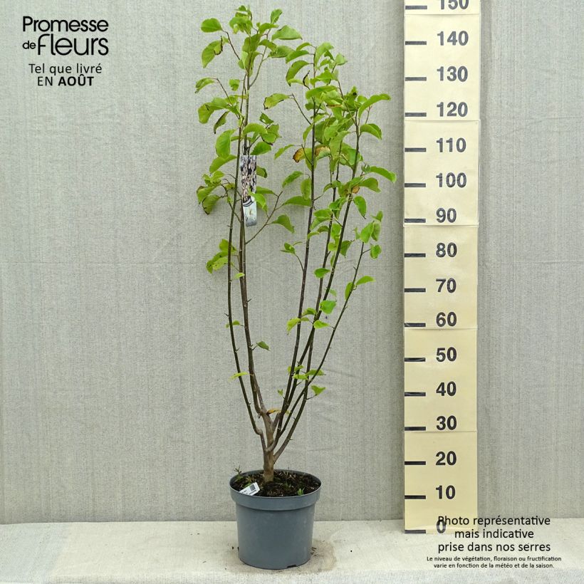 Esemplare di Magnolia kobus Vaso da 4L/5L consegnato in estate