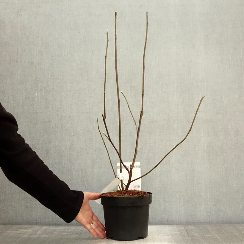 Esemplare di Magnolia liliflora Nigra Vaso da 3L/4L come consegnato in autunno