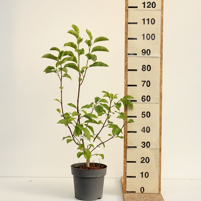 Esemplare di Magnolia liliflora Nigra Vaso da 7,5L/10L consegnato in estate