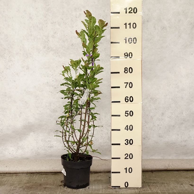 Esemplare di Magnolia Leonard Messel Vaso da 6L/7L consegnato in estate