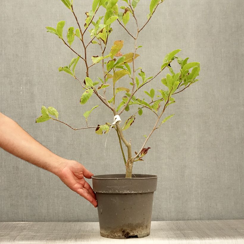 Esemplare di Magnolia Mags Pirouette Vaso da 7,5L/10L consegnato in estate