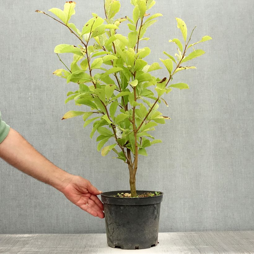 Esemplare di Magnolia Merrill Vaso da 3L/4L consegnato in estate