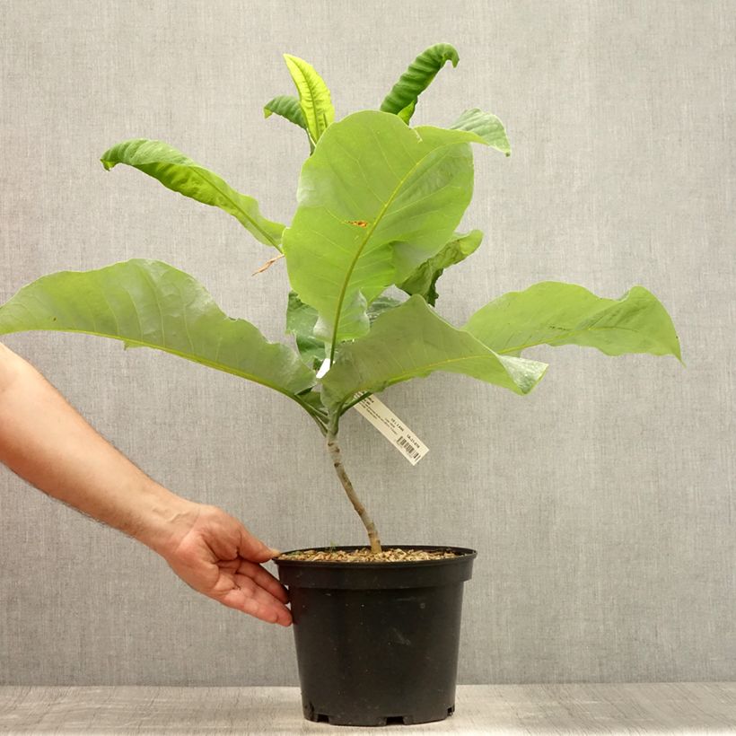 Esemplare di Magnolia macrophylla subsp. ashei Vaso da 4L/5L consegnato in estate