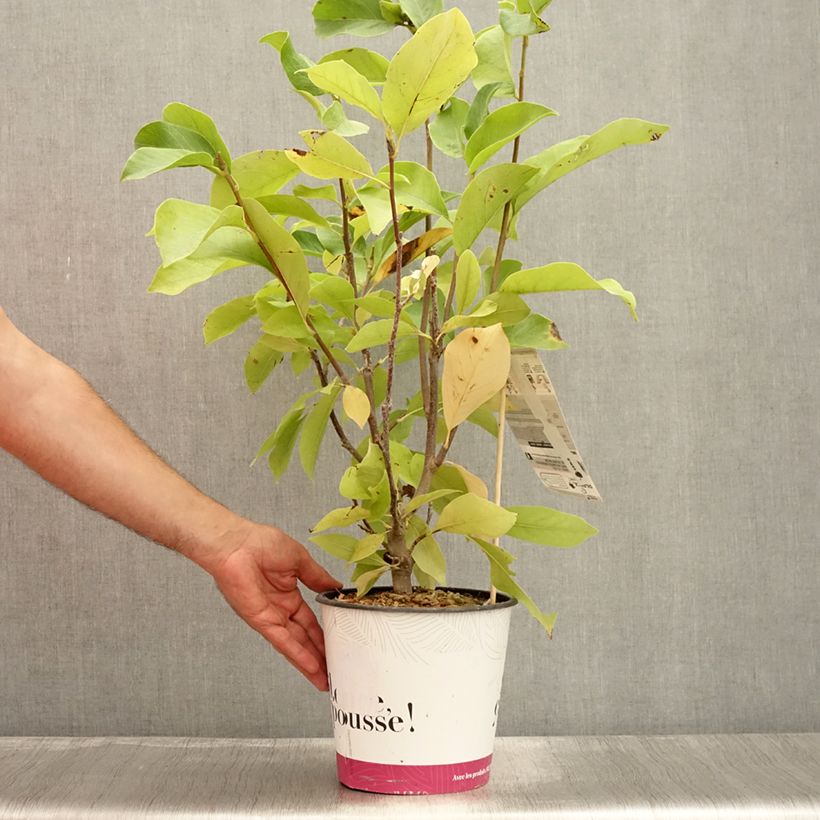 Esemplare di Magnolia soulangeana Andre Leroy Vaso da 4L/5L consegnato in estate