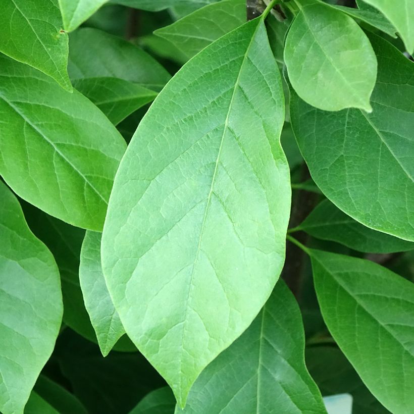 Magnolia soulangeana Andre Leroy (Fogliame)