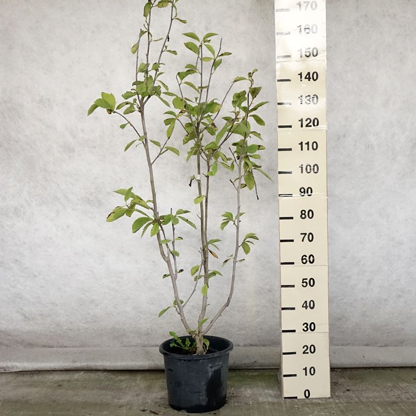 Esemplare di Magnolia Manchu Fan Vaso da 7,5L/10L consegnato in estate