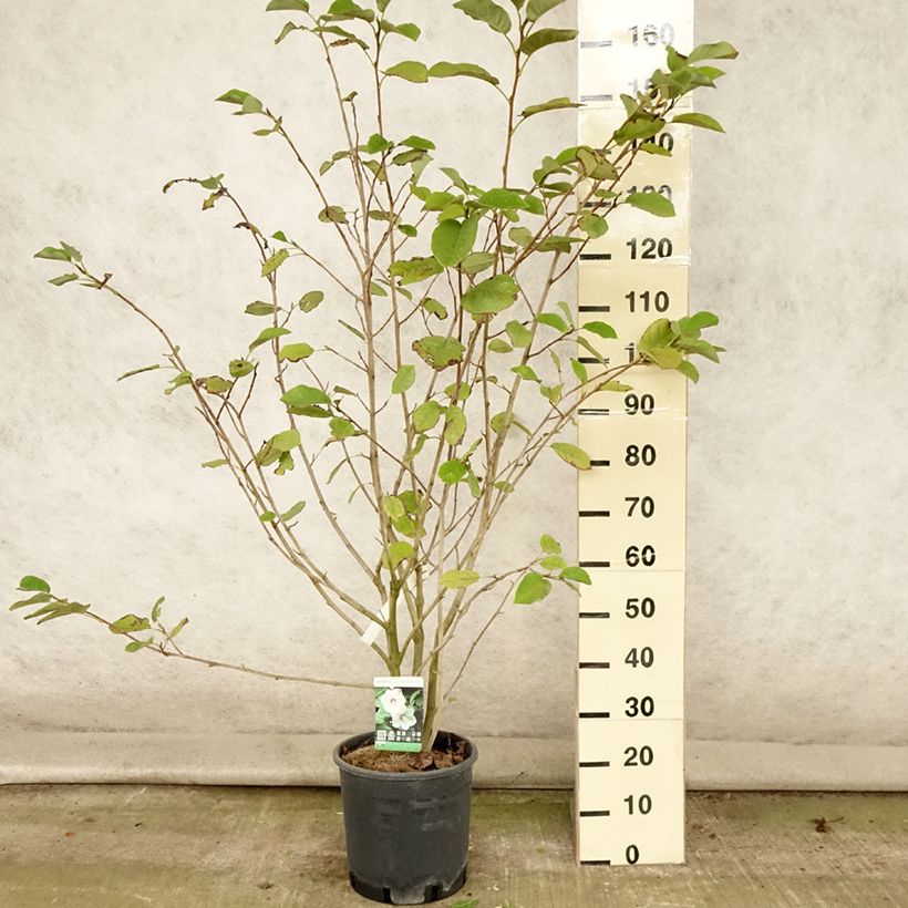 Esemplare di Magnolia sieboldii Vaso da 12L/15L consegnato in estate