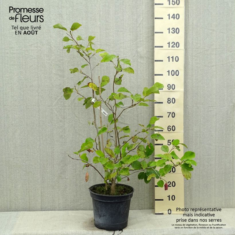 Esemplare di Magnolia sieboldii Colossus Vaso da 12L/15L consegnato in estate