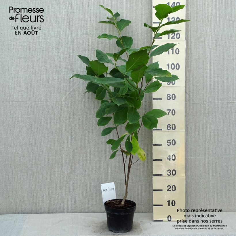 Esemplare di Magnolia soulangeana Alba Superba Vaso da 3L/4L consegnato in estate