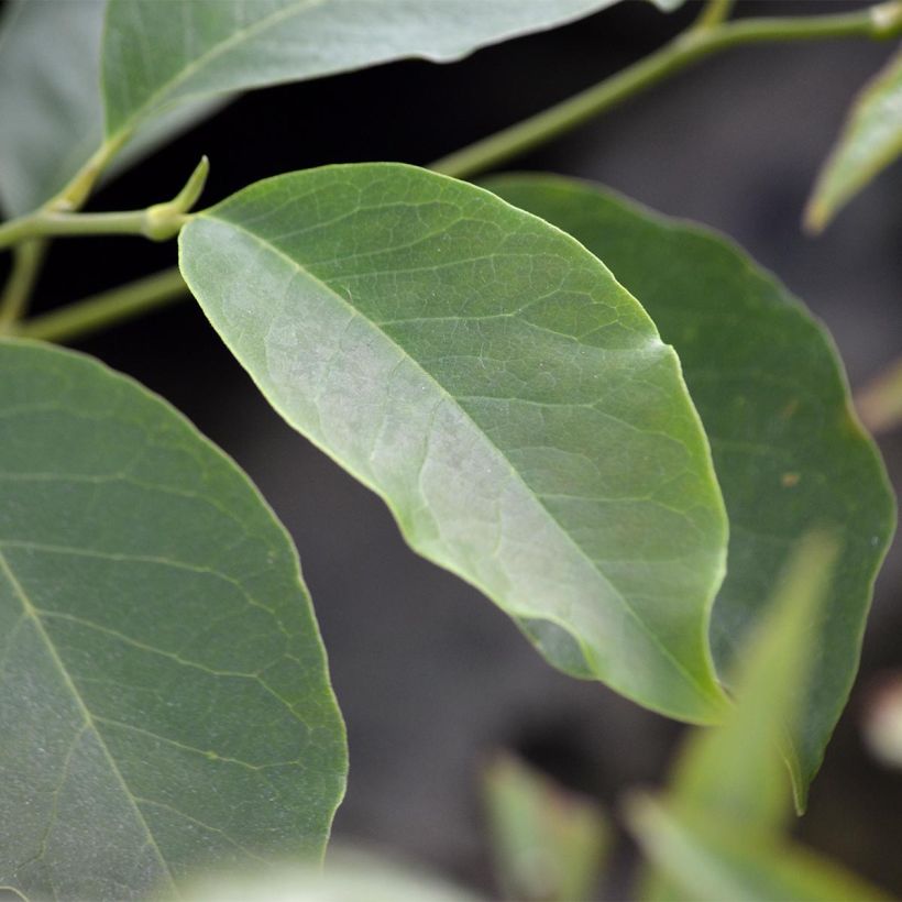 Magnolia soulangeana (Fogliame)