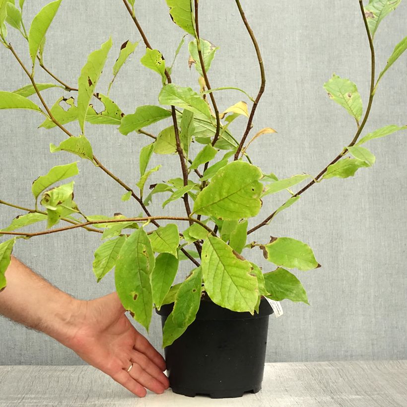 Esemplare di Magnolia soulangeana Vaso da 3L/4L consegnato in estate