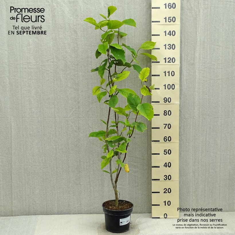 Esemplare di Magnolia soulangeana Rustica Rubra Vaso da 3L/4L consegnato in estate