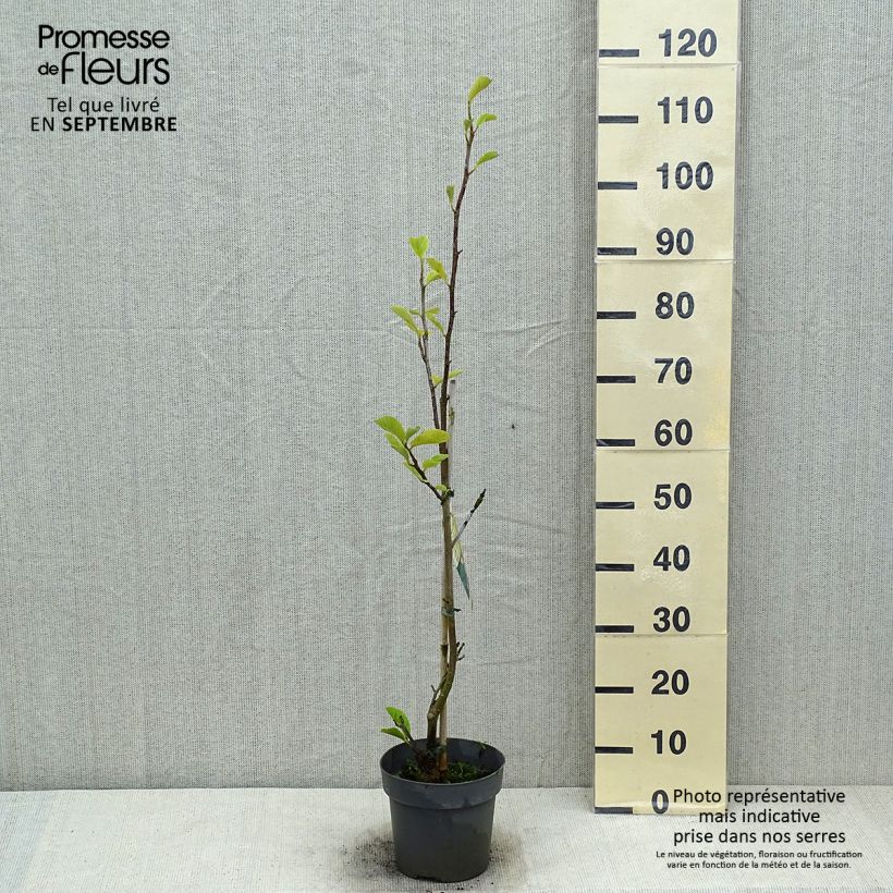 Esemplare di Magnolia soulangeana Satisfaction Vaso da 2L/3L consegnato in estate