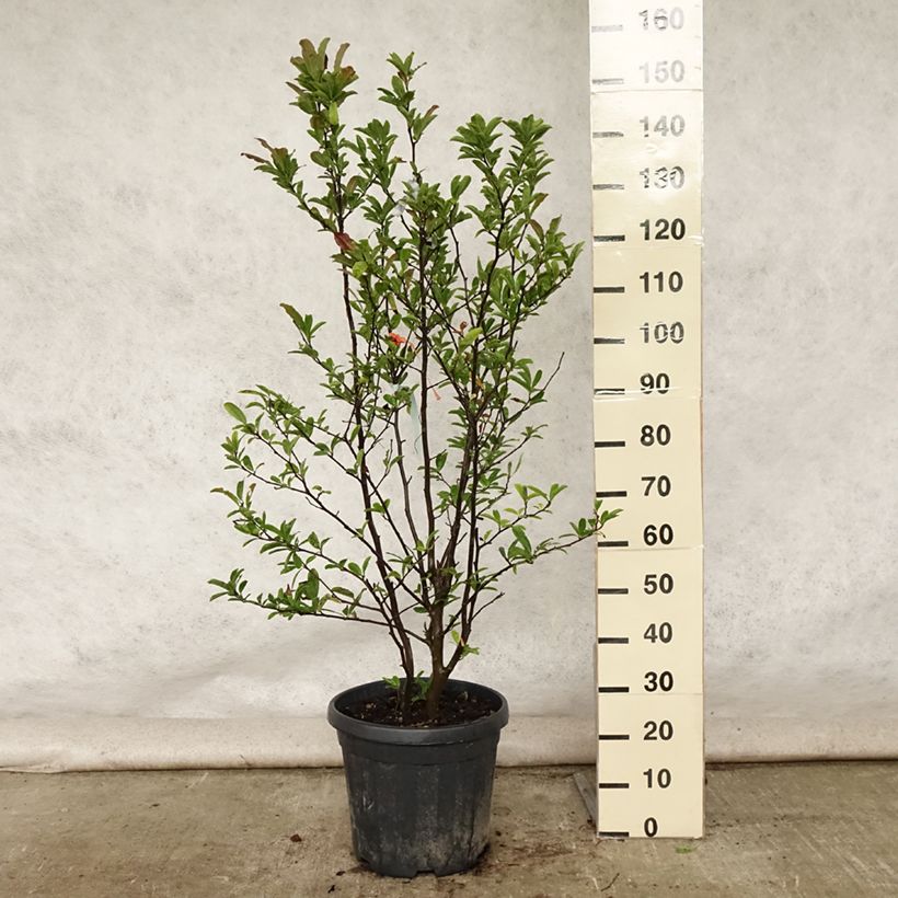 Esemplare di Magnolia stellata Vaso da 20L/25L consegnato in estate